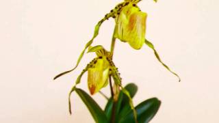 Paphiopedilum praestan in bloom in HD [upl. by Nehcterg954]