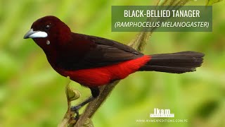 Blackbellied Tanager Ramphocelus melanogaster endemic to Peru [upl. by Sothena]