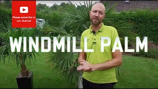 All you need to know about a Windmill palm [upl. by Vastha]