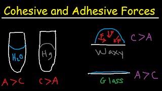 Cohesive and Adhesive Forces of Water [upl. by Tertia456]