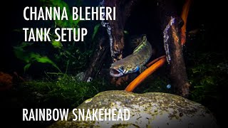 CHANNA BLEHERI  RAINBOW SNAKEHEAD  DWARF SNAKEHEAD FIRST TANK SETUP FOR CHANNA [upl. by Nnaoj384]