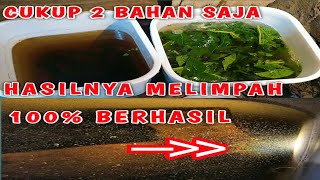 Cara kultur infusoria pakai daun pepaya dan air bekas ikan cupang [upl. by Nylidnarb]