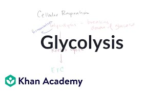 Overview of glycolysis  Cellular respiration  Biology  Khan Academy [upl. by Avictor]