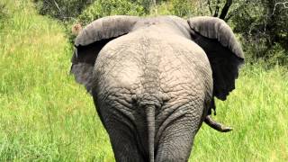 Huge Elephant Butt Kruger South Africa Part 2 [upl. by Behlau]