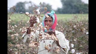 Baumwollernte bis zum Bedrucken der Stoffe in Indien [upl. by Naget]