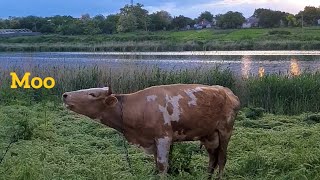 Cow Mooing in a peaceful place [upl. by Raymond]