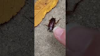 Backyard bug hunt  American cockroach nymph [upl. by Stefan]