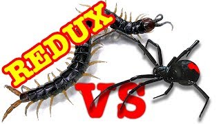 Redback Spider Vs Giant Centipede Redux EDUCATIONAL VIDEO [upl. by Rafferty]