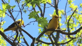 Голоса птиц Обыкновенная иволгаВивільга Oriolus oriolus European Golden Oriole [upl. by Weiser746]