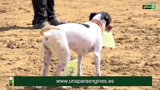 El Perro Bodeguero Ratonero Andaluz RBA raza autóctona de la tierra también presente La Pará [upl. by Lalitta496]