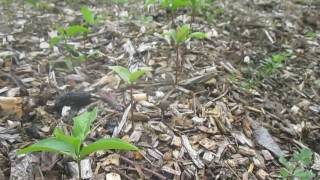 Propagation Starting Persimmons from Seed [upl. by Assiluy]