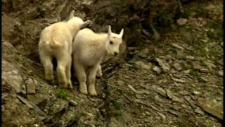 Baby Mountain Goats Playing in Glacier National Park Kids DVD [upl. by Adnirem]