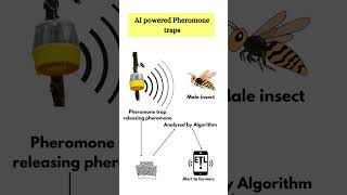 AIpowered pheromone traps for IPM [upl. by Naret402]