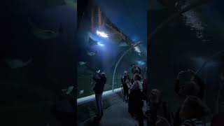 Tunel pełen rekinów i płaszczek w oceanarium  Orientarium Zoo Łódź [upl. by Etana]