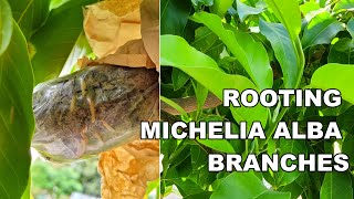 Easily Rooting Michelia Alba White Chamaca Branches  Magnolia Alba Air Layering Update 白兰空中压条繁殖 [upl. by Iruam465]