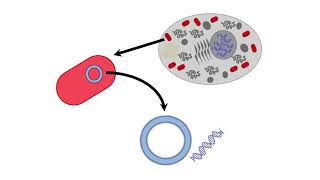 Mitochondrial Inheritance [upl. by Olivie]