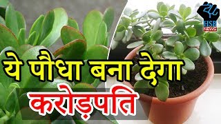 ये पौधा चुंबक की तरह खींचता है पैसे  Money Plant Crassula Vastu Crassula [upl. by Hendricks]