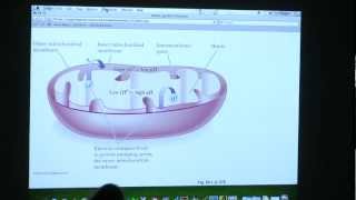 29 BB 350 Pentose Phosphate  Citric Acid  Kevin Aherns Biochemistry Online [upl. by Spillihp870]