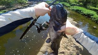 How to catch catfish in a river  River catfishing  Bank fishing for catfish [upl. by Hoffarth495]