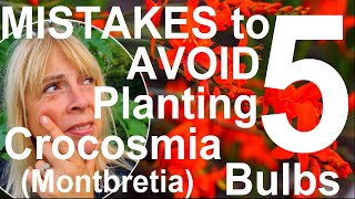 Five Mistakes to Avoid Planting and Growing Crocosmia Bulbs  Montbretia [upl. by Elocaj]