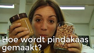 Hoe wordt pindakaas gemaakt  Het Klokhuis [upl. by Selinski617]