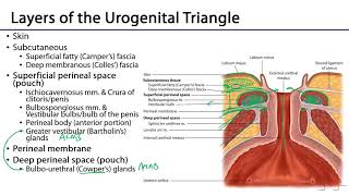 Urogenital Triangle  M1 Perineum [upl. by Nnayram398]