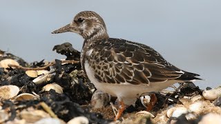 Ruddy Turnstone Feeding Techniques [upl. by Eihctir]