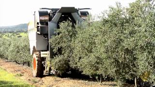 SOCOOPEC Machine pour la récolte des olives tractée PELLENC CV5045 [upl. by Chiaki756]