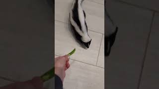 Skunk Sneaks in When I Open the Fridge 🦨🥶  Hilarious Surprise skunk [upl. by Erlinna216]