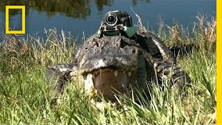 quotNarcolepticquot Alligator amp Other Gators quotFilmquot Their Day  National Geographic [upl. by Ajssatan]