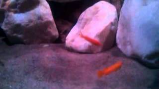 Cynotilapia afra jalo reef und Melanochromis johanni eastern [upl. by Lubbock630]