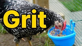 Grit and its importance [upl. by Sikes]