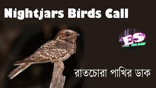 Nightjar Birds Call II Effrctive Sounds [upl. by Nuris]