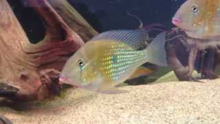 Acarichthys Heckelii Threadfin Cichlid [upl. by Asilef]