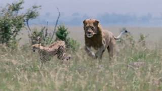 Cheetah VS Lions  Cheetah Fighting lions to protect her cubs  Real fights [upl. by Eelnayr]