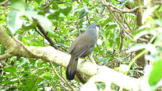 Blackthroated Laughingthrush Calling  Shing Mun [upl. by Nlycaj]