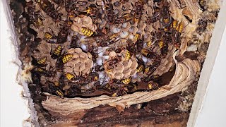 Hornet INFESTATION above YOUR bedroom ceiling Hornet Wasp Nest Removal [upl. by Llarret]