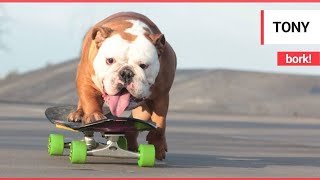 Meet Pumpkin  the skateboarding bulldog  SWNS TV [upl. by Nosbig701]