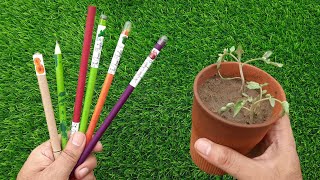 SEED PENCILS  Plantable  How to Propagate a Pencil Plant [upl. by Ahseym]