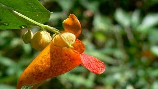 Jewel Weed Seed Pods Explode [upl. by Litt]