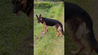 German Shepherd Angulation Gsd Partner [upl. by Netsirhc]