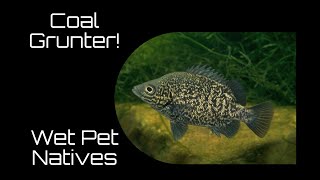 Coal grunter My favourite native Aquarium fish [upl. by Lenoyl885]