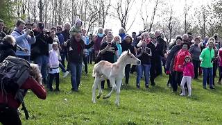 Ein Haflinger Fohlen geht seinen eigenen Weg  Weideauftrieb Meura [upl. by Auqinat]