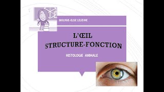 L’œil  StructureFonctionHistologie [upl. by Nilkcaj]