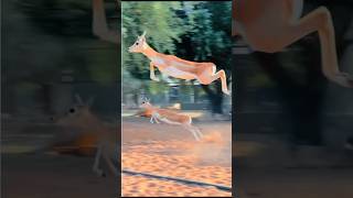 antelope jumping challenge [upl. by Schoof]