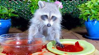 What Happens When You Give a Baby Raccoon JellO  Cute Animals [upl. by Chiquita441]