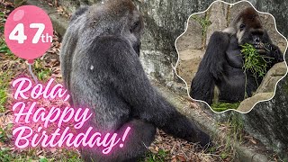 Rola Happy 47th Birthday Monta takes a bath｜Gorillas｜CHIBA ZOO｜ローラ誕生日おめでとう！｜ゴリラ｜千葉市動物公園｜S3E003 [upl. by Pelaga]