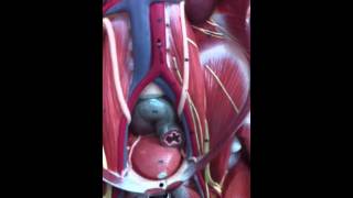 anatomi plexus lumbalis maket [upl. by Tadeo]