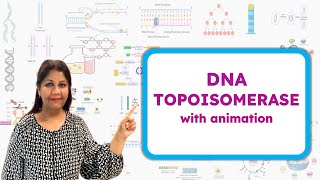 Type 1 and Type 2 DNA Topoisomerase  How Topoisomerase works  Molecular Biology🧬 [upl. by Atinot]