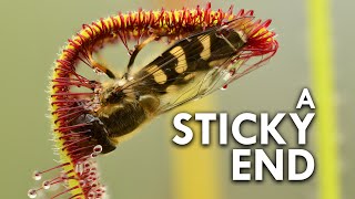 Sundew The Sticky Plant With A Killer Instinct [upl. by Altheta]